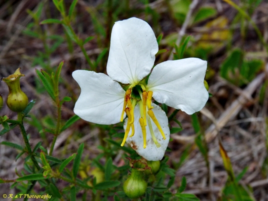 {Rhexia mariana var. exalbida}